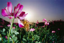 flower2